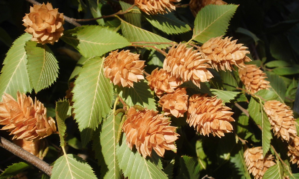 Komlógyertyán – a csendes erdei elegancia a kertben