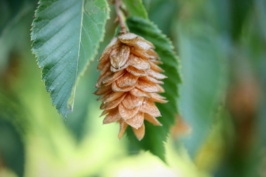 komlogyertyan elegancia 02