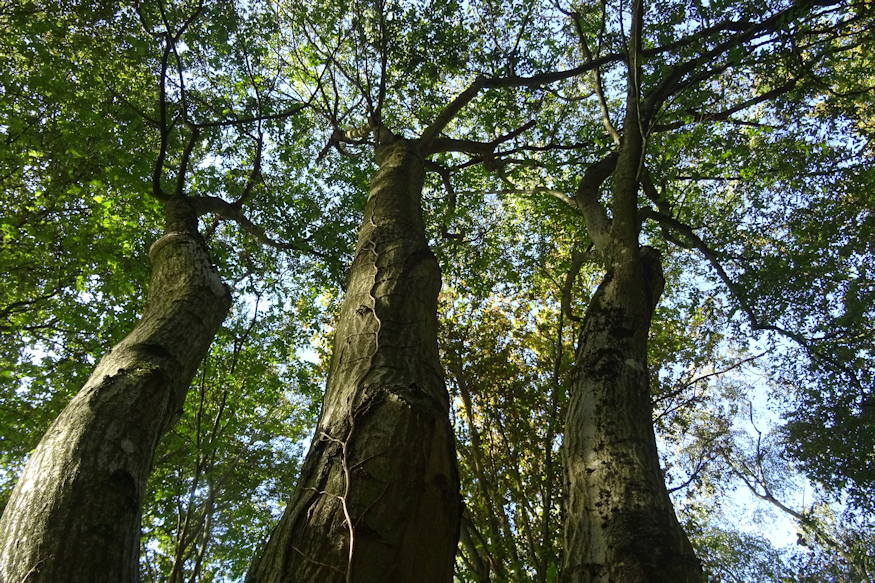 komlogyertyan elegancia 03