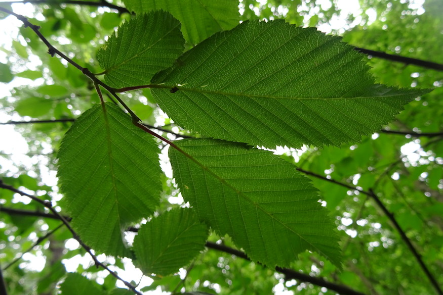 komlogyertyan elegancia 04