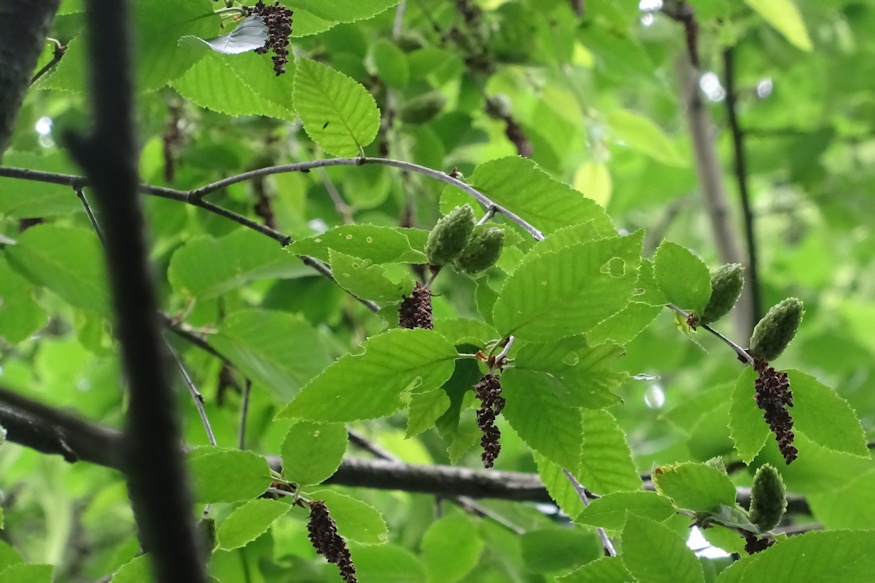 komlogyertyan elegancia 05