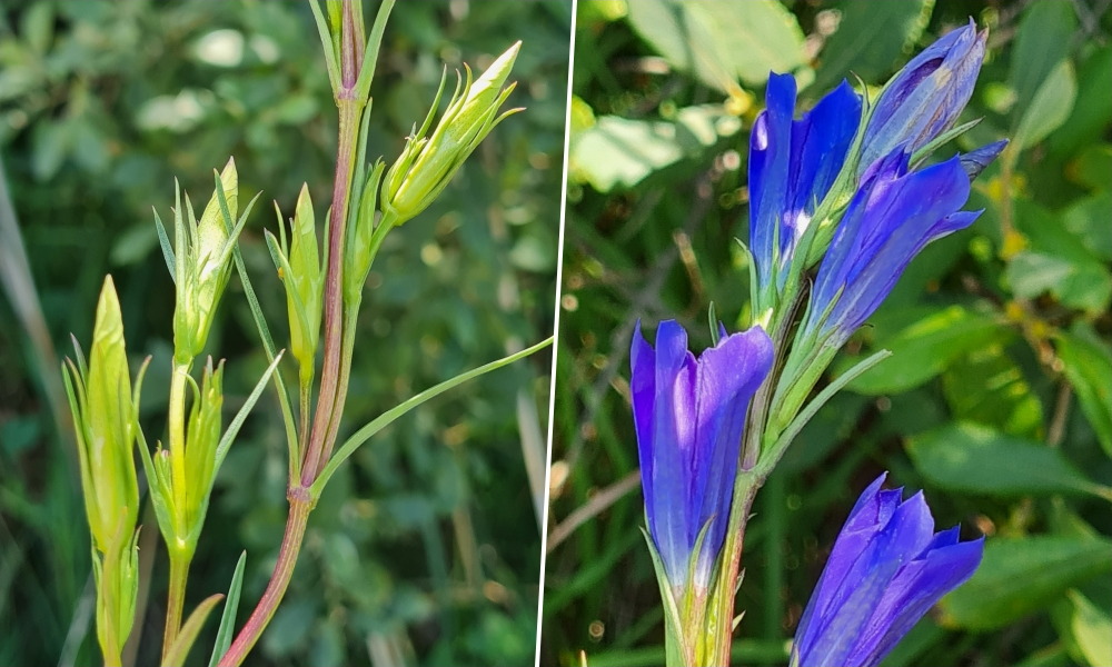 Kornistárnics, a hangyaboglárka kedvenc étele