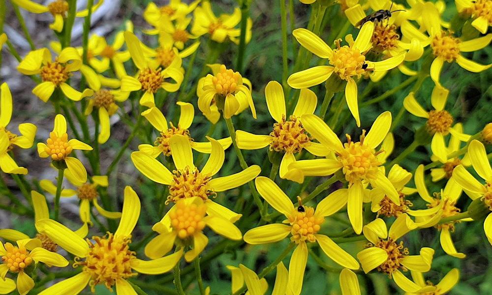 Kövér aggófű, őszülő bóbitával, aranyló virágzattal