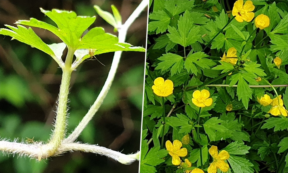 Kúszó boglárka, a tükrös fényű rovarcsalogató