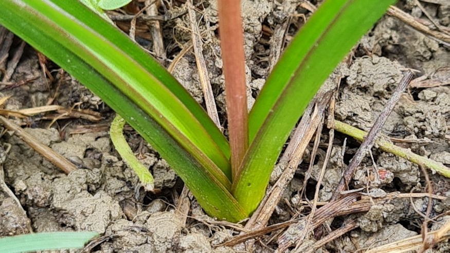 ligeti csillagvirag 02