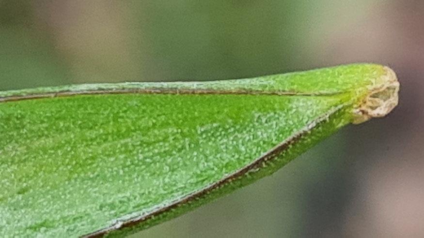 ligeti csillagvirag 03