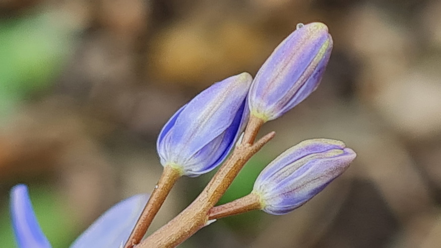 ligeti csillagvirag 04