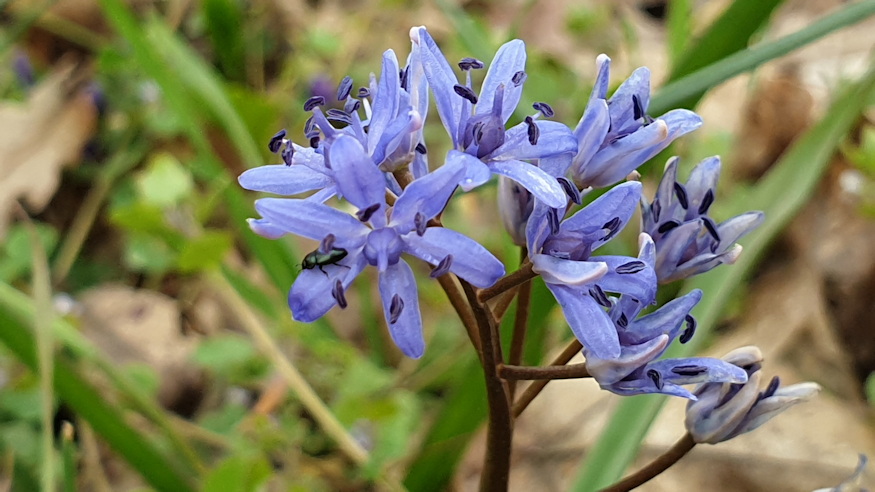 ligeti csillagvirag 05