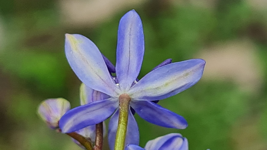 ligeti csillagvirag 06