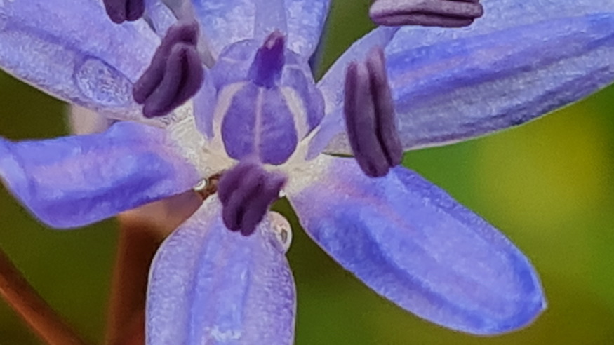 ligeti csillagvirag 08