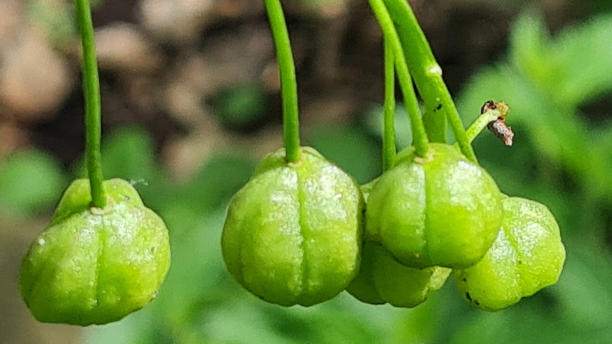 ligeti csillagvirag 09