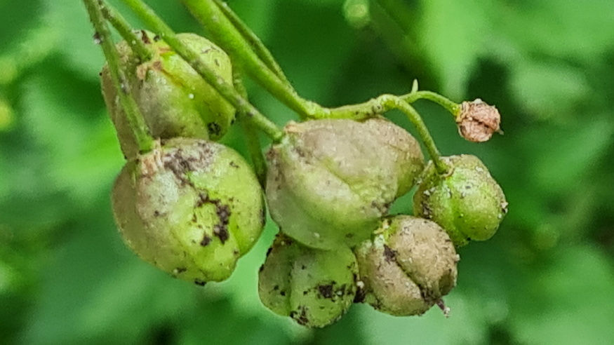 ligeti csillagvirag 11