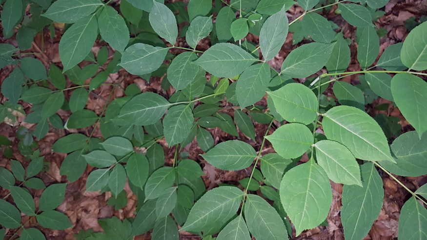 mogyoros holyagfa 02