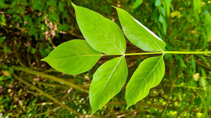 mogyoros holyagfa 04