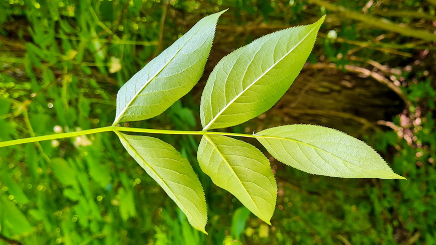 mogyoros holyagfa 05