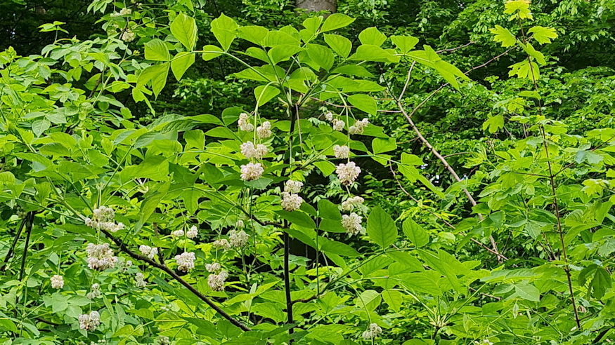 mogyoros holyagfa 06