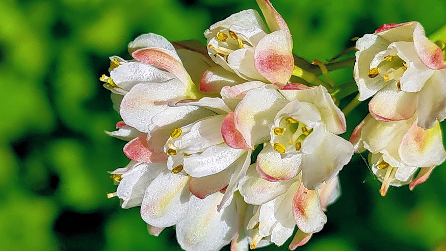 mogyoros holyagfa 07