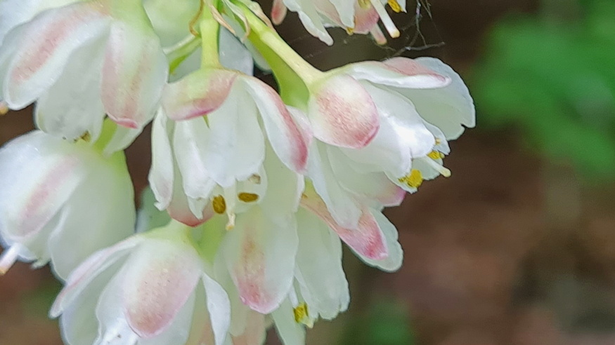 mogyoros holyagfa 08