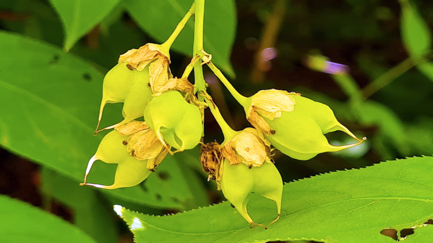 mogyoros holyagfa 09