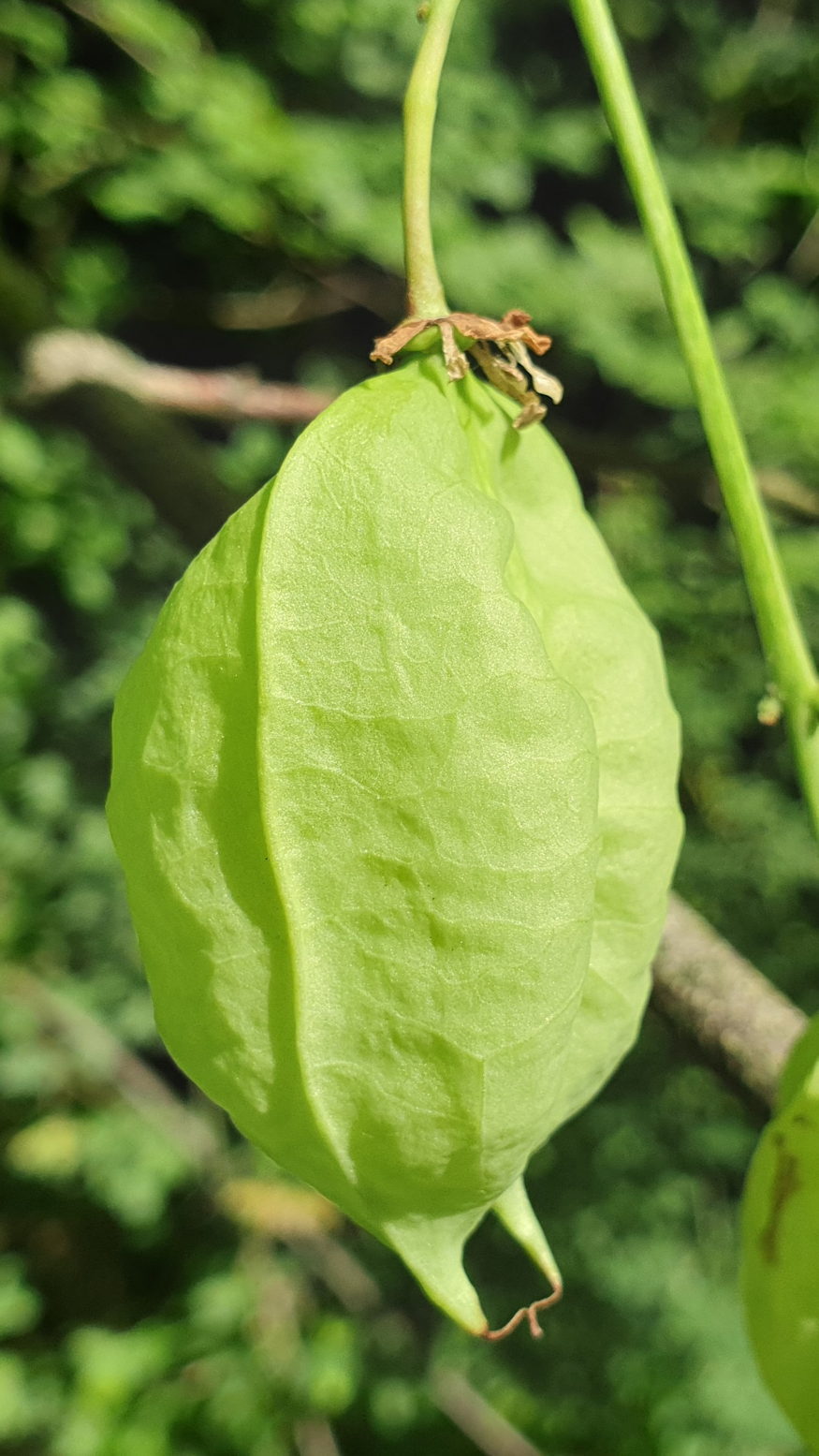 mogyoros holyagfa 10