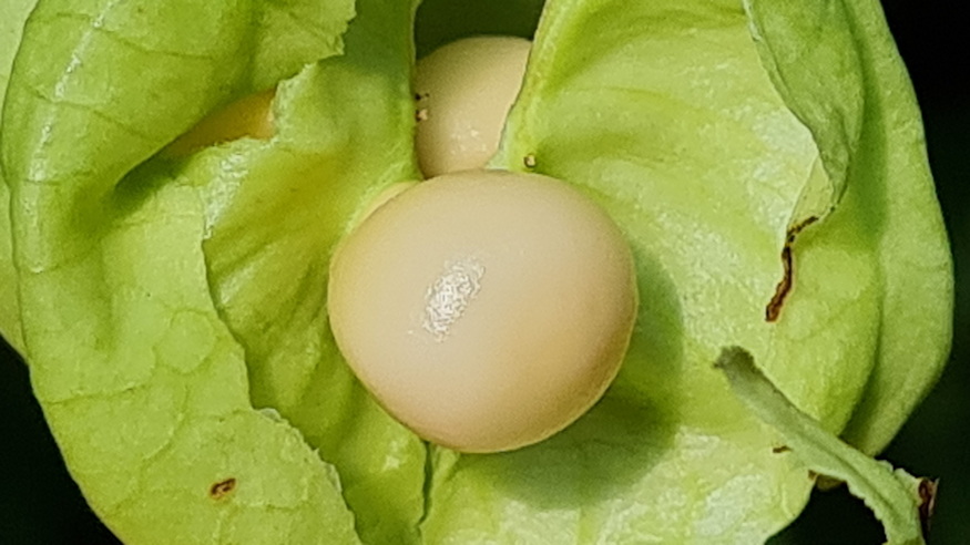 mogyoros holyagfa 11