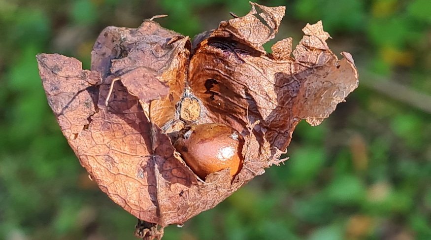 mogyoros holyagfa 12