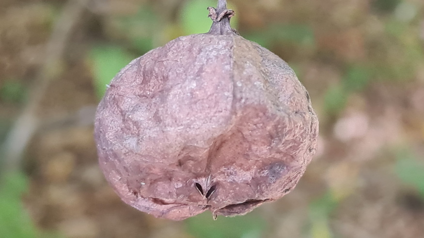 mogyoros holyagfa 13