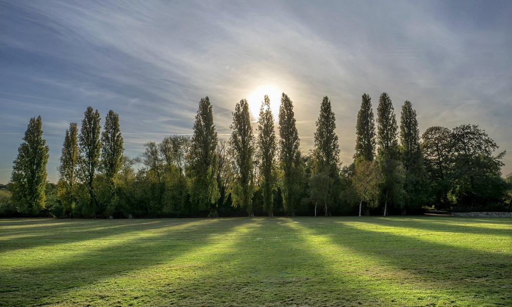 Nyárfák – a szelek festői és a táj letisztult óriásai