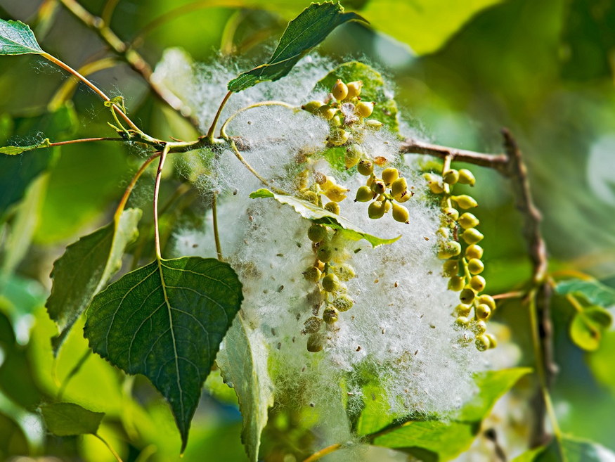 nyarfak szelek festoi 03