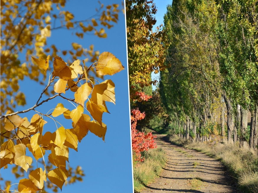 nyarfak szelek festoi 05