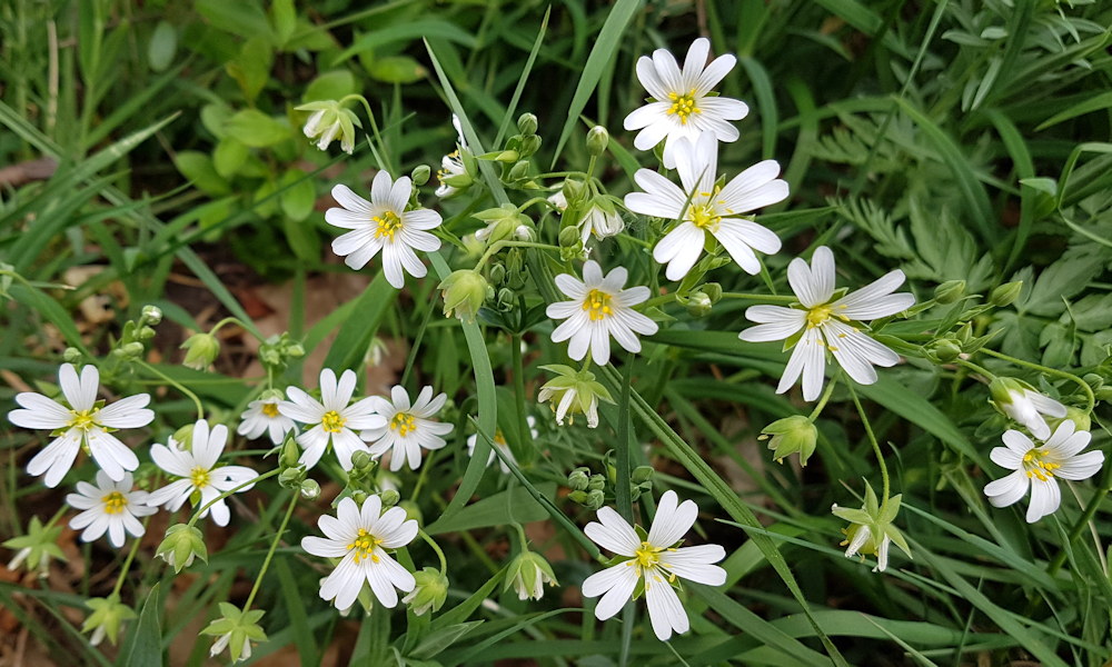 Olocsán csillaghúr – hosszan virágzó fehér csillagok az erdőszélen