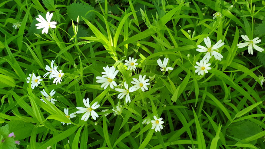 olocsan csillaghur 02