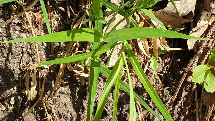 olocsan csillaghur 03