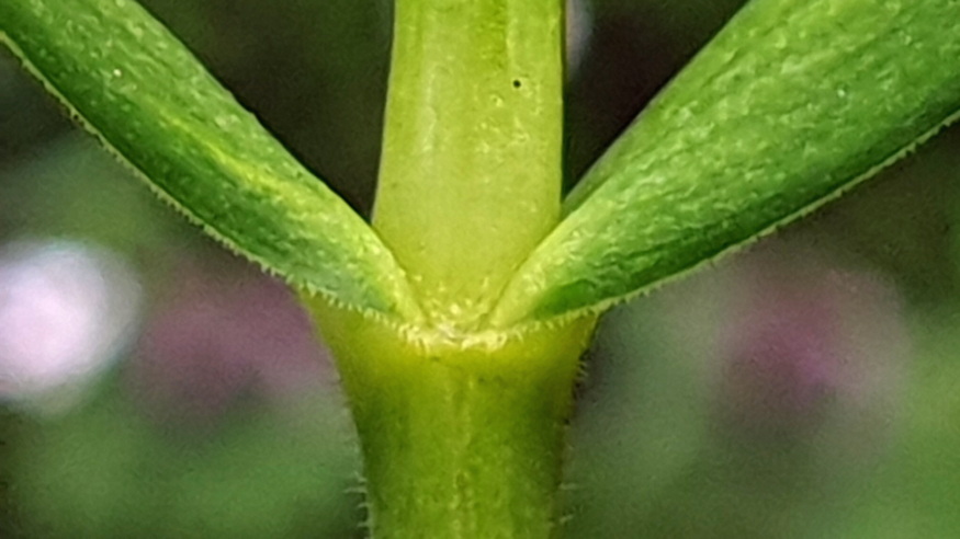 olocsan csillaghur 04