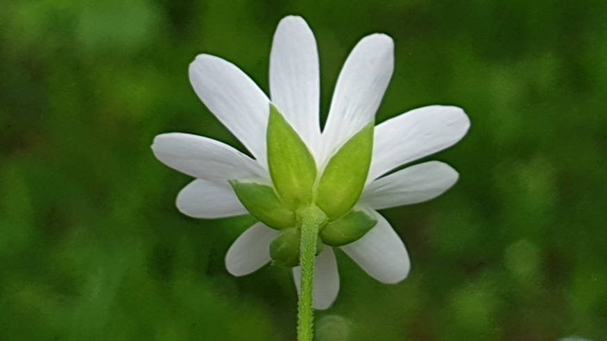 olocsan csillaghur 05