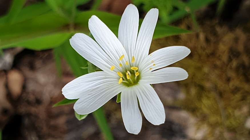 olocsan csillaghur 06