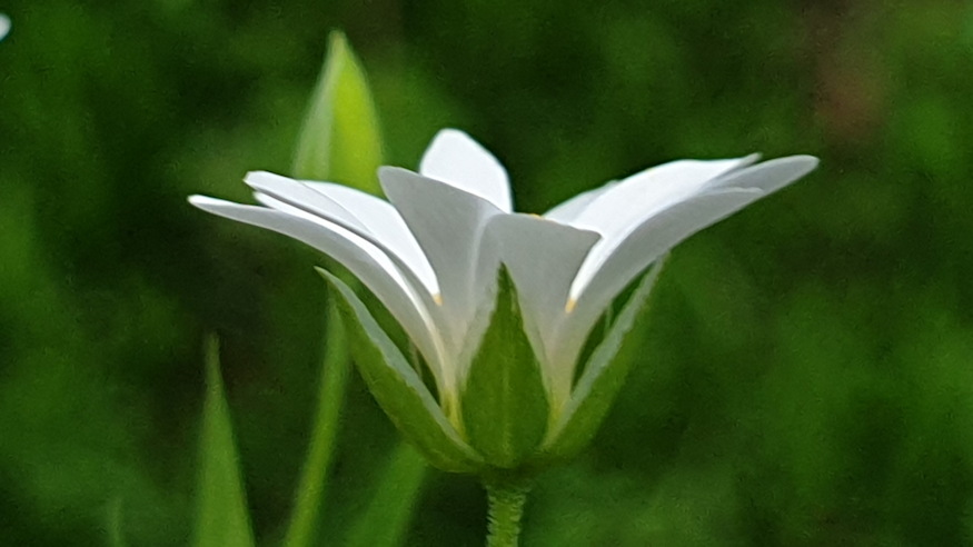 olocsan csillaghur 07