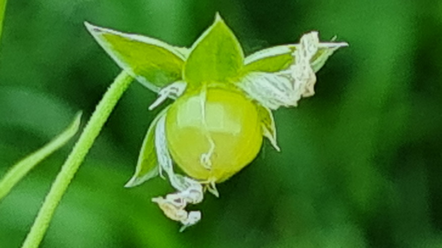 olocsan csillaghur 08