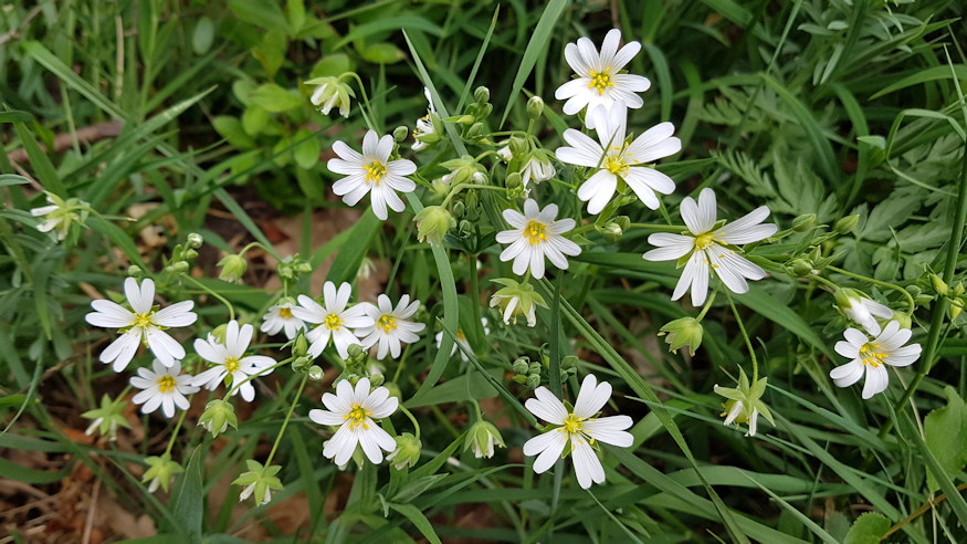 olocsan csillaghur 09