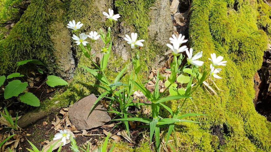 olocsan csillaghur 10