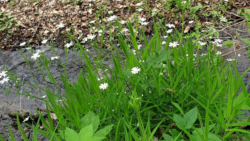 olocsan csillaghur 11