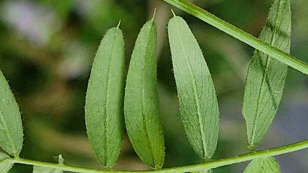 orvosi kecskeruta 05