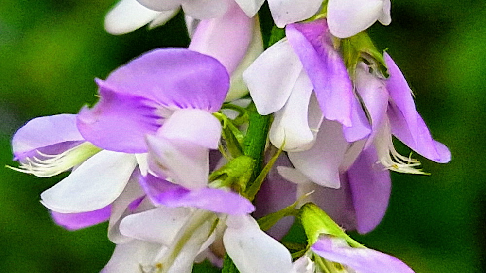 orvosi kecskeruta 10