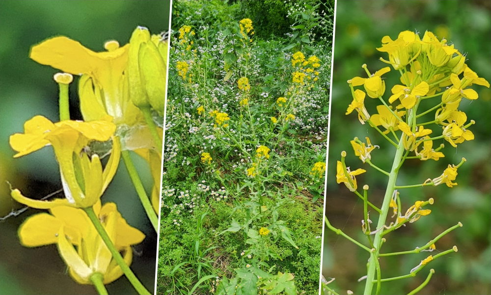 Parlagi zsombor, a novemberig virágzó vad káposztaféle