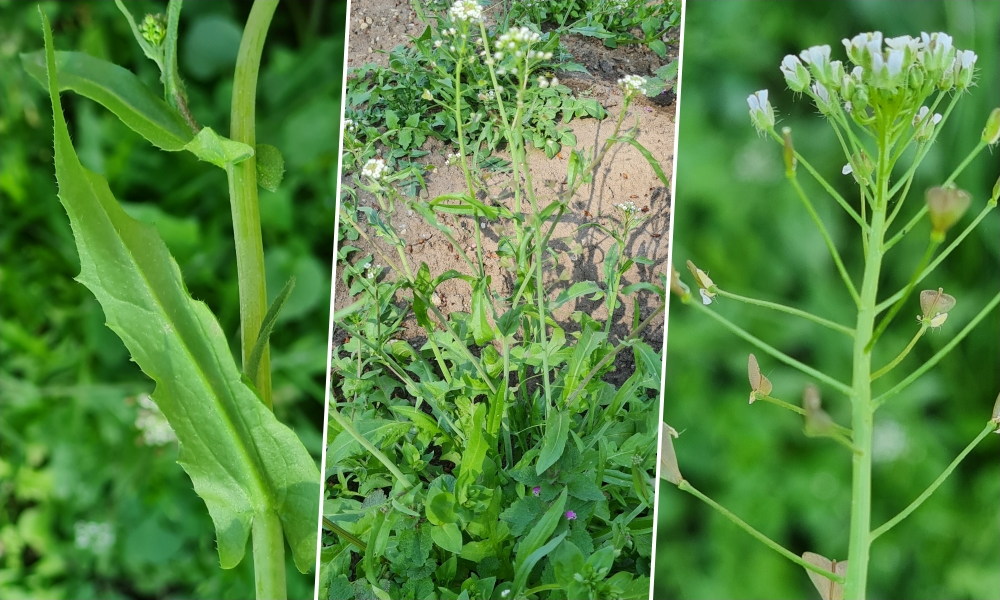 Pásztortáska: ha megrázod, csörög az erszény