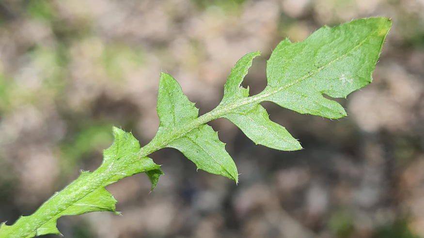 pasztortaska ha megrazod 03