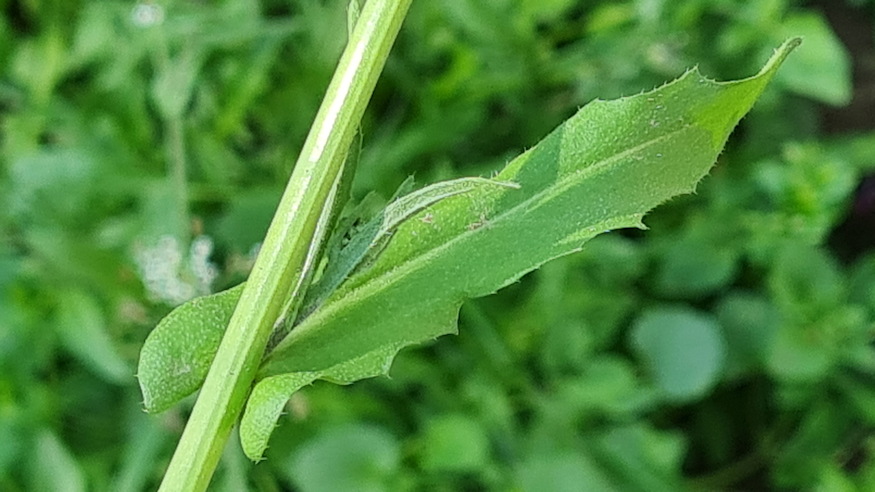 pasztortaska ha megrazod 04