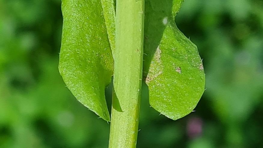 pasztortaska ha megrazod 05