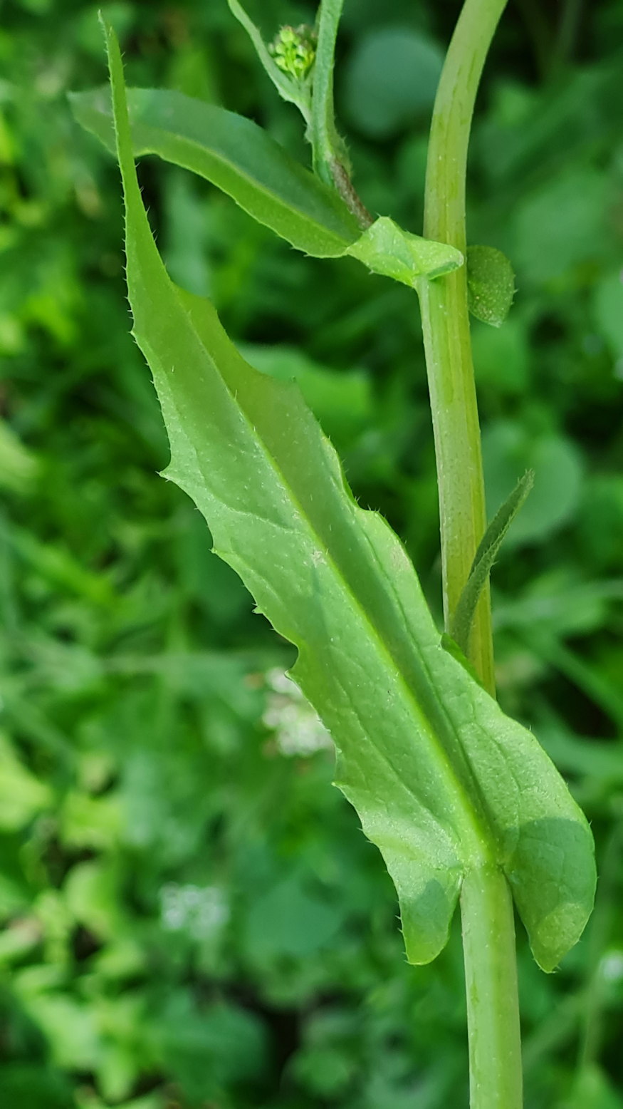 pasztortaska ha megrazod 06