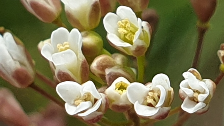 pasztortaska ha megrazod 07